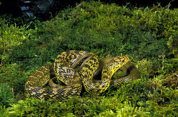 SERPENT RATIER CHINOIS elaphe carinata — Stock Photo, Image