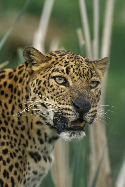 Panthere leopárdpárduc pardus — Stock Fotó