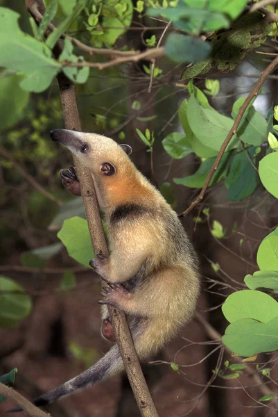 Tamandua tamandua tetradactyla — Foto de Stock