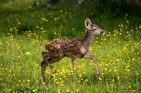 체 프 루주 cervus elaphus — 스톡 사진