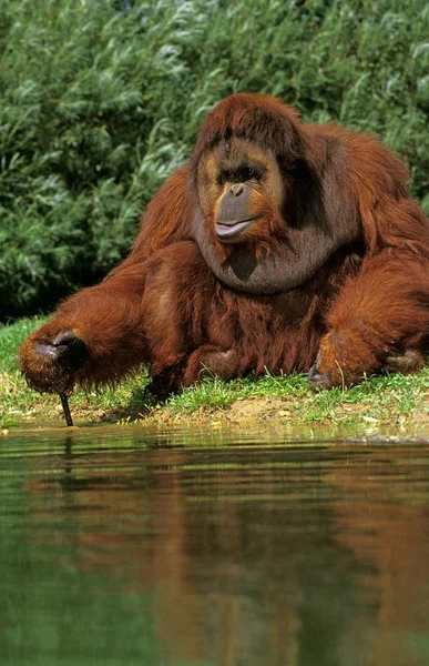 Orang Outan pongo pigmaeus — Stok fotoğraf