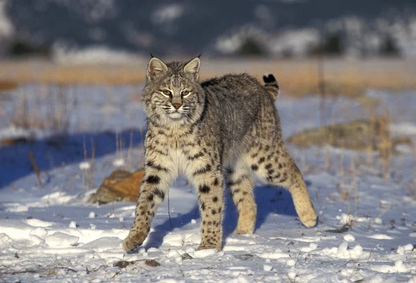 Luchs roux bobcat lynx rufus — Stockfoto