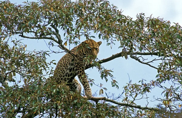 Panthere leopárdpárduc pardus — Stock Fotó