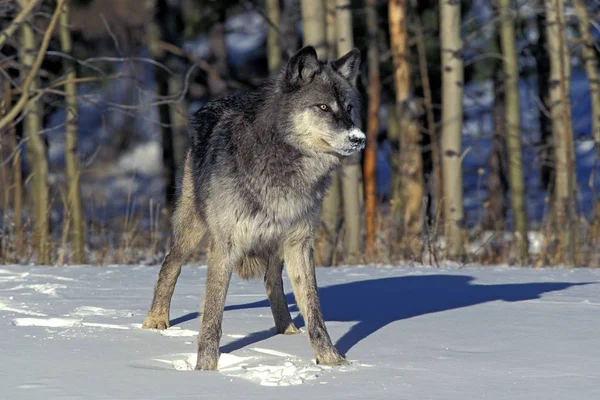 Loup du Canada canis lupus occidentalis — Foto de Stock