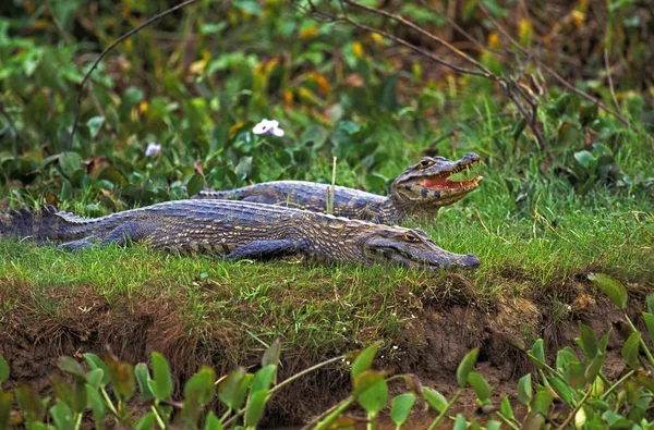 CAIMAN JACARE caiman latirostris — Stock Photo, Image