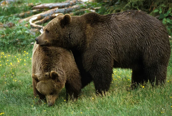 O nosso BRUN ursus arctos — Fotografia de Stock