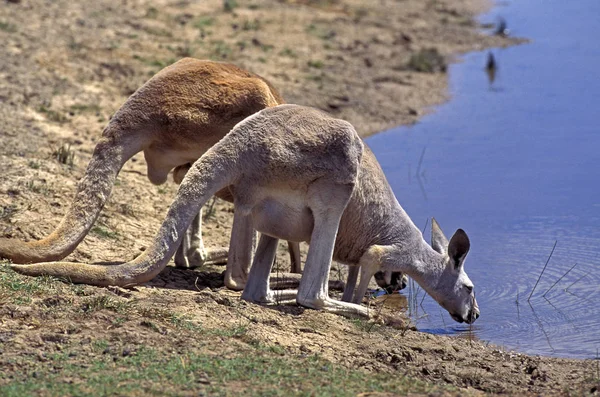 Kangourou Roux macropus rufus — Stockfoto