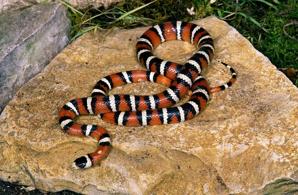 Wąż Roi D 'Arizona Lampropeltis piromelana — Zdjęcie stockowe