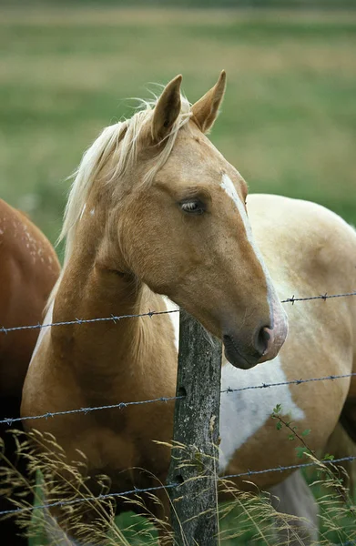 Cheval Saddlebred Americain Debout — Photo