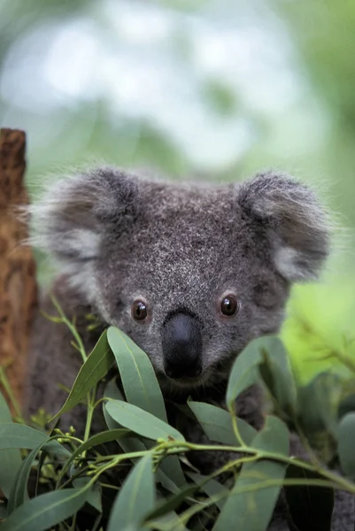 Koala phascolarctos cinereus — Fotografia de Stock