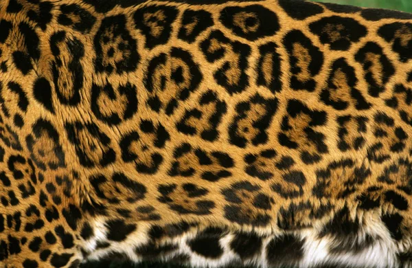 Jaguar panthera onca — Stockfoto