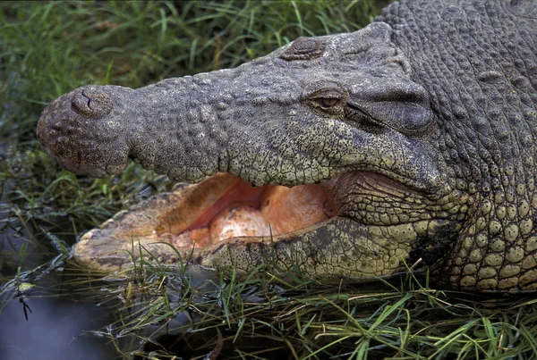 Krokodil Marin crocodylus porosus — Stockfoto