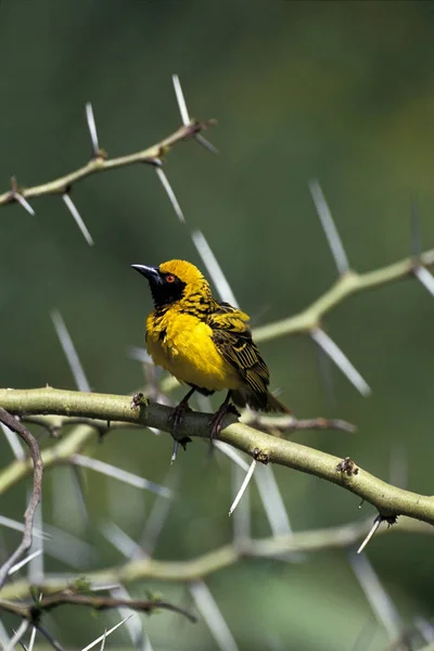 TISSERINA GENDARME ploceus cucullatus —  Fotos de Stock