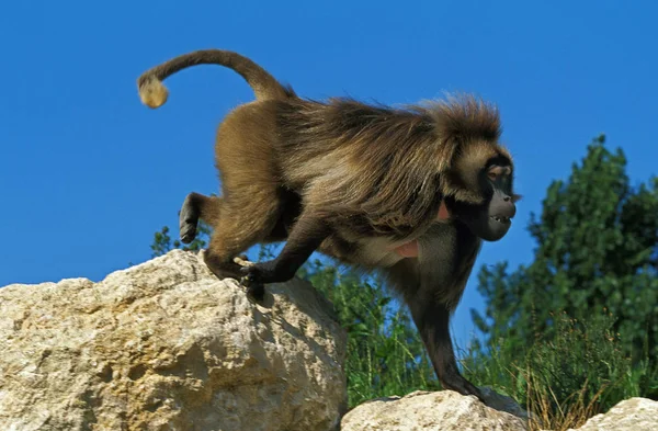 Gelada theropithecus gelada — Stockfoto