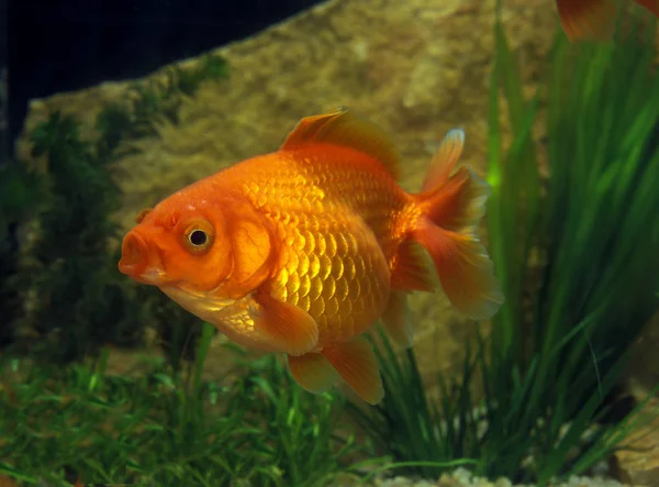 Poisson Rouge carassius auratus — 스톡 사진