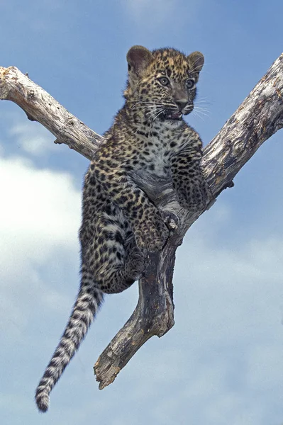 Panthere Leopard panthera pardus — Φωτογραφία Αρχείου