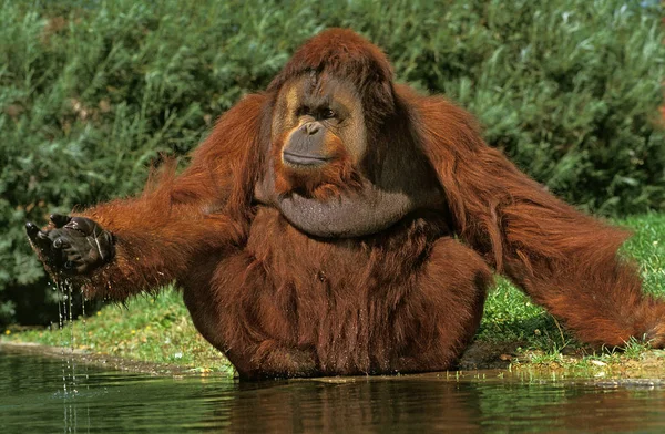 Orang Outan pongo pygmaeus — Foto de Stock