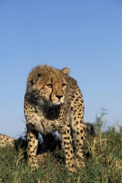 GUEPARD acinonyx jubatus — Stock Photo, Image