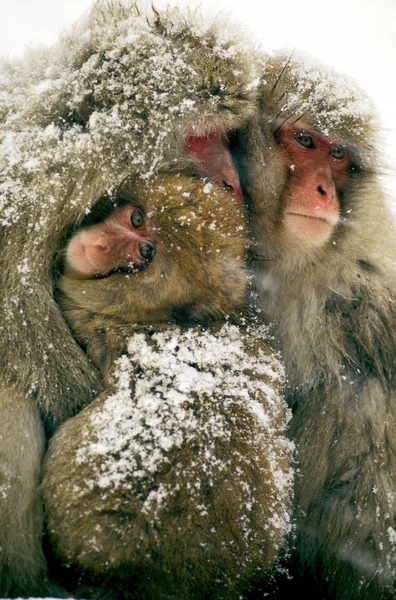 Macaque Du Japon macaca fuscata — Fotografia de Stock