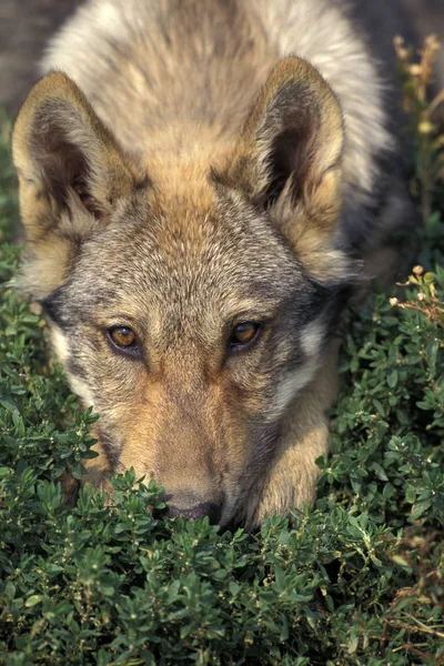 Loup d 'europe canis lupus — Stockfoto