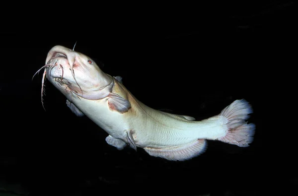 POISSON CHAT A TETE PLATE pylodictis olivaris — ストック写真