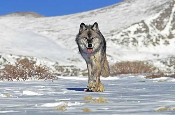 Loup Du Canada canis lupus ocidentalis — ストック写真