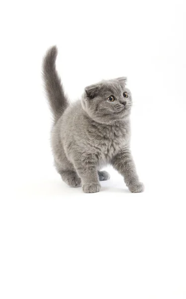 SCOTTISH FOLD BLEU — Stock Photo, Image