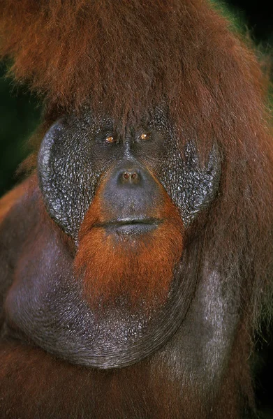 Orang Outan pongo pygmaeus — Fotografia de Stock