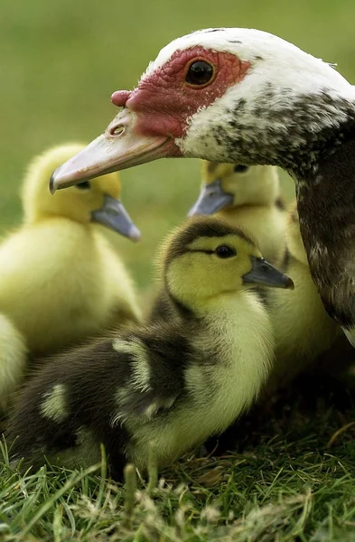 Canard De Barbarie cairina moschata — Φωτογραφία Αρχείου