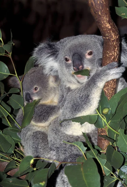 Koala phascolarctos cinereus — Stockfoto