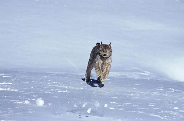 Lynx Du Canada lynx canadensis — Fotografia de Stock