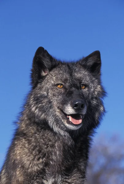 LOUP DU MACKENZIE canis lupus mackenzii — Stok Foto