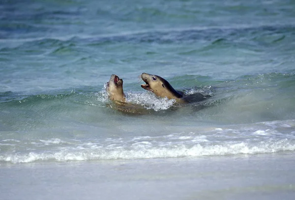 LION DE MER AUSTRALIEN neophoca cinerea — Stock Photo, Image