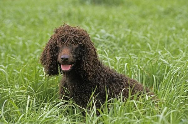 Irlandzki spaniel dowodny — Zdjęcie stockowe