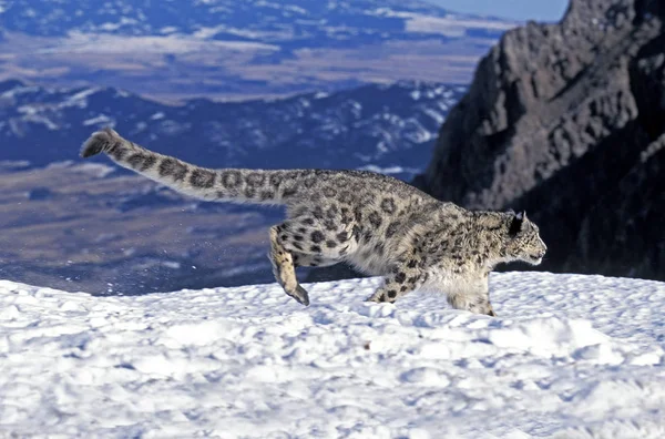 Panthere Des Neiges uncia uncia — Stok fotoğraf