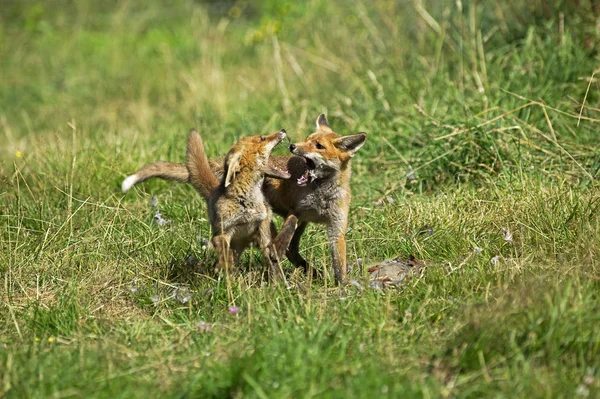 Renard Roux vulpes vulpes — Fotografia de Stock