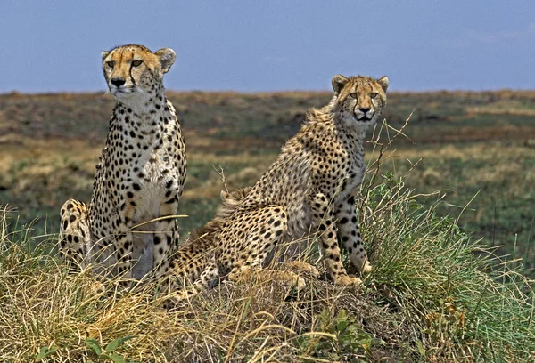 Guepard asinonyx jubatus — Stok fotoğraf