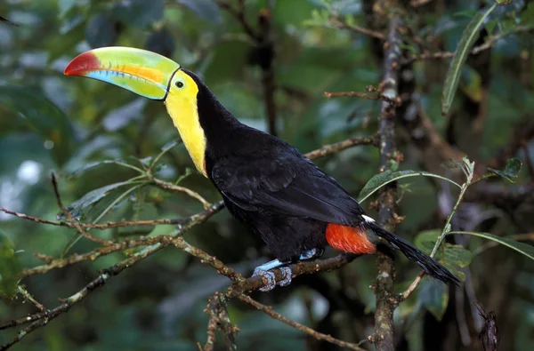 触地得分：一个Carene ramphastos sulfuratus — 图库照片