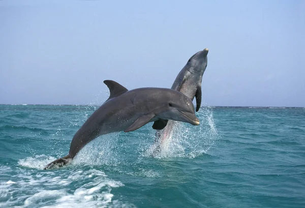 Grand Dauphin Tursiops truncatus — стокове фото