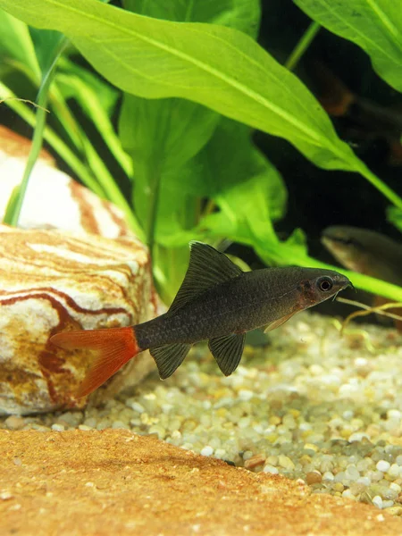 LABEO  A QUEUE ROUGE epalzeorhynchus bicolor — Stock Photo, Image