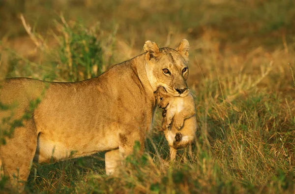 Leeuw D 'Afrique panthera leo — Stockfoto