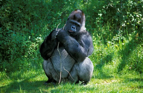 GORILLE DE PLAINE gorila gorila graueri — Fotografia de Stock