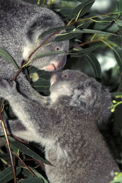 Koala phascolarctos cinereus — стоковое фото