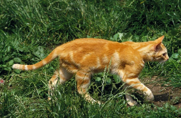 TABBY DE LA RUTA EUROPEA —  Fotos de Stock