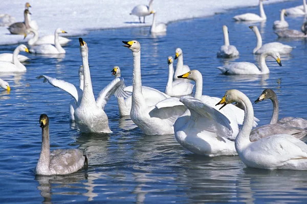 CyGNE CHANTEUR cygnus cygnus — Foto Stock