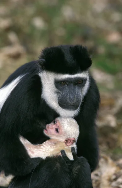 COLOBE GUEREZA colobus guereza — Stock Photo, Image