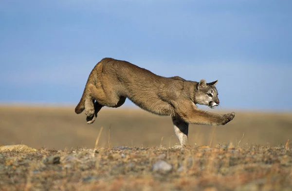 Puma puma concolor — Stockfoto