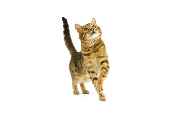 BENGAL BROWN SPOTTTED TABBY — Fotografia de Stock