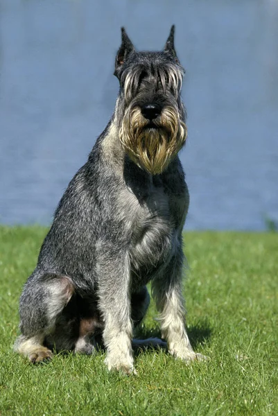 Schnauzer Geant — Foto Stock