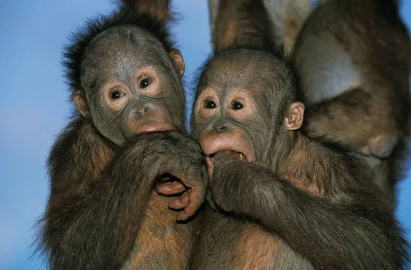 Orang Outan pongo pygmaeus — Foto de Stock